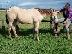 PoulaTo: Quarter Horse προς πώληση